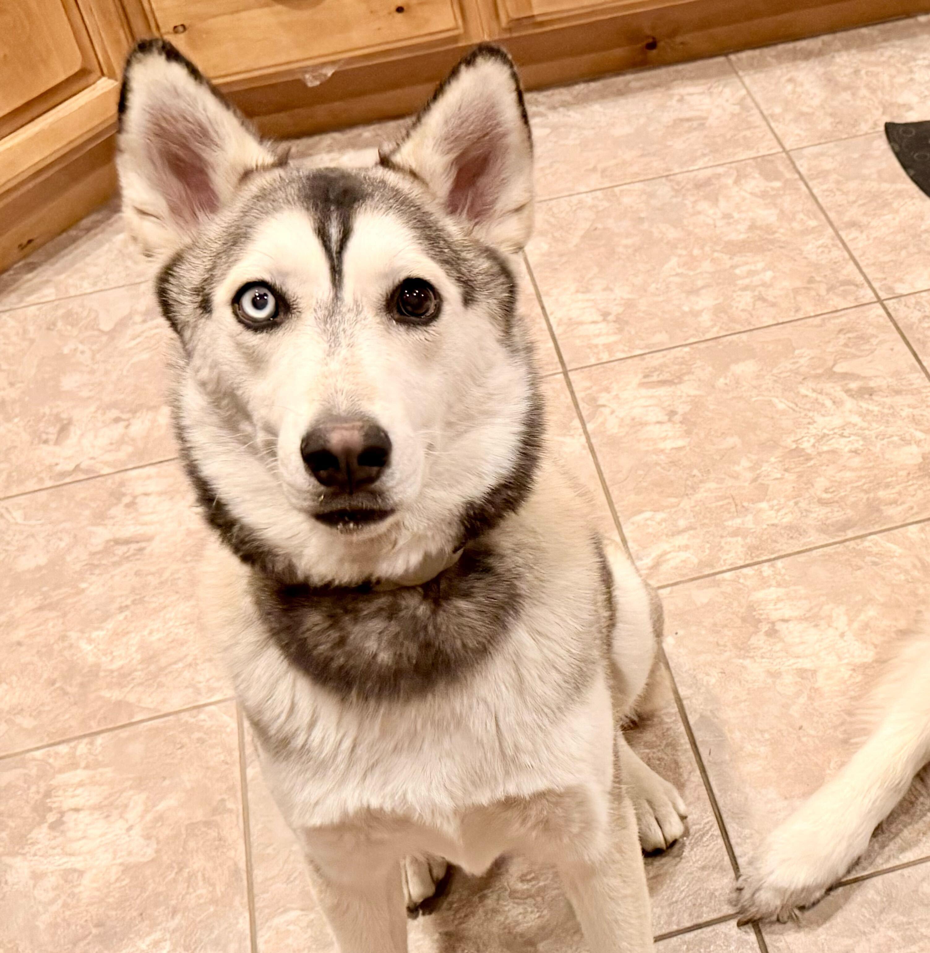 Poppi, Adoptable, Young Female Husky & Siberian Husky.