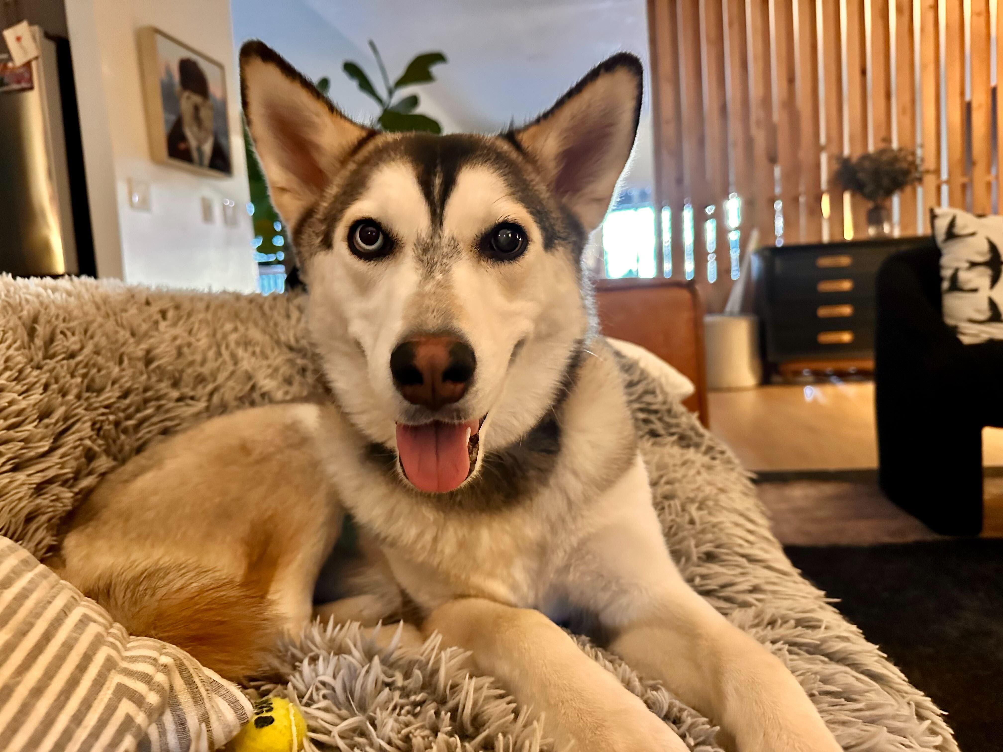 Poppi, Adoptable, Young Female Husky & Siberian Husky.