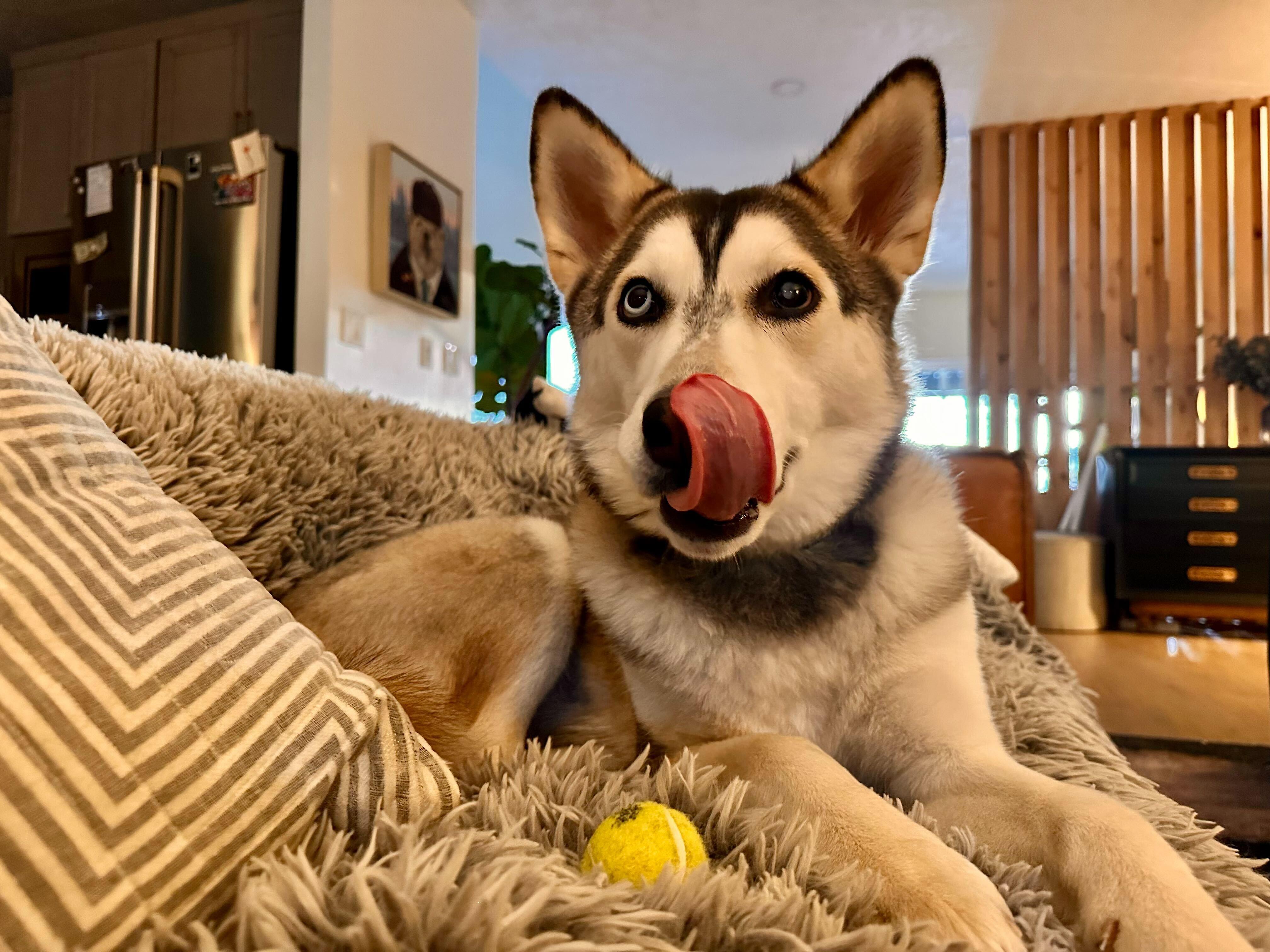 Enlarge Poppi, a Adoptable mixed breed in Cottonwood Heights, UT image 2/6