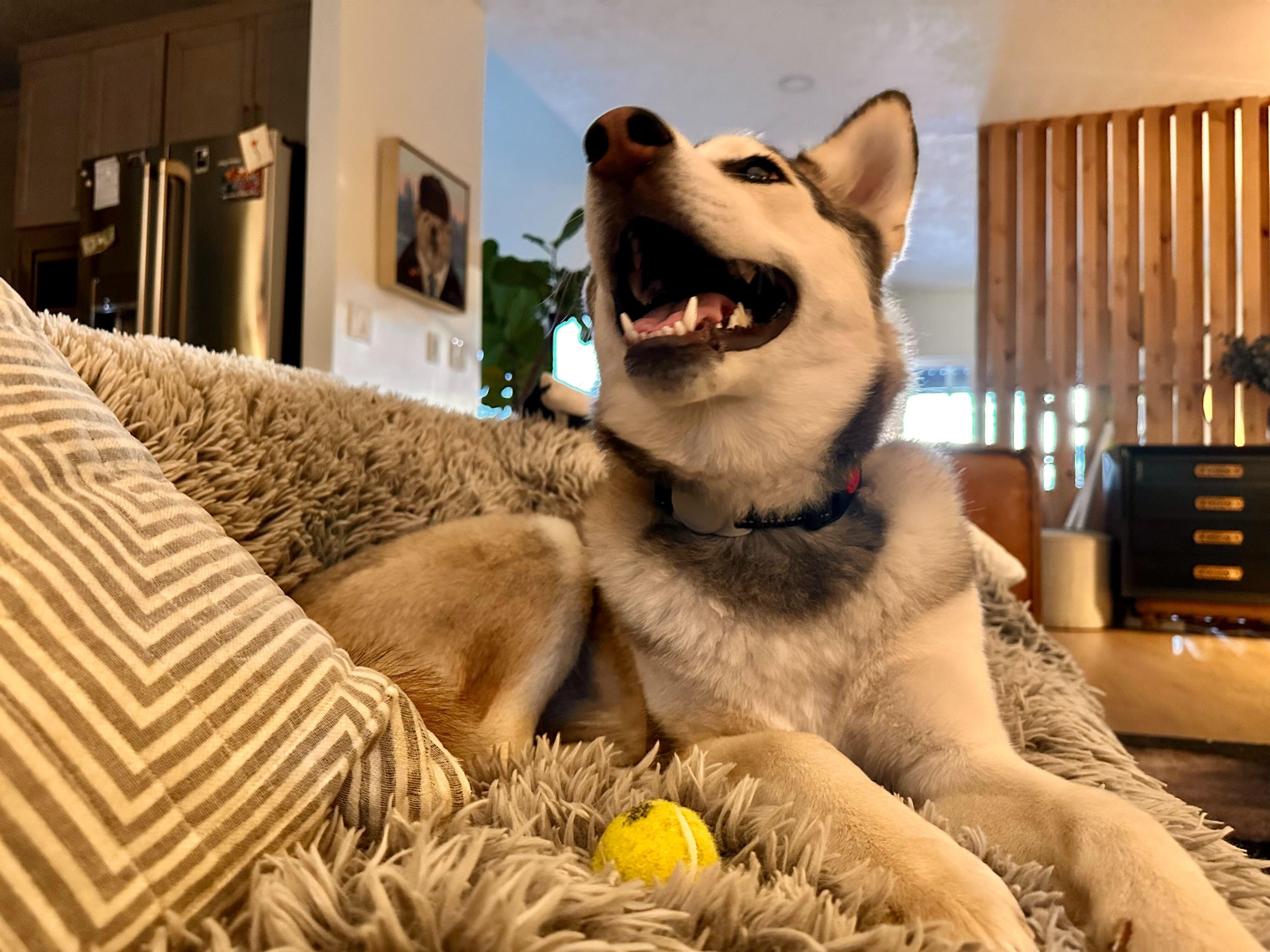 Enlarge Poppi, a Adoptable mixed breed in Cottonwood Heights, UT image 4/6