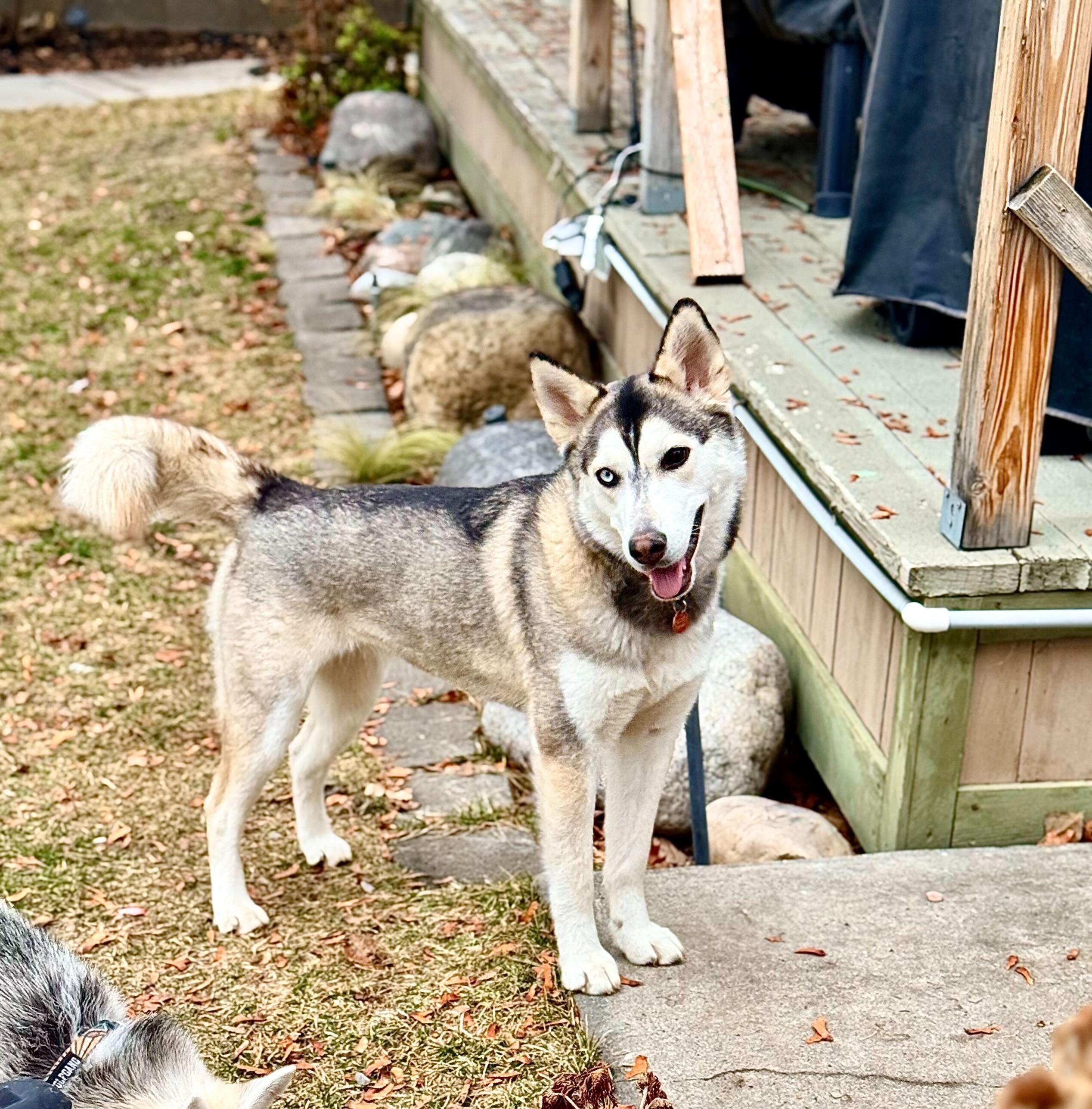 Enlarge Poppi, a Adoptable mixed breed in Cottonwood Heights, UT image 5/6