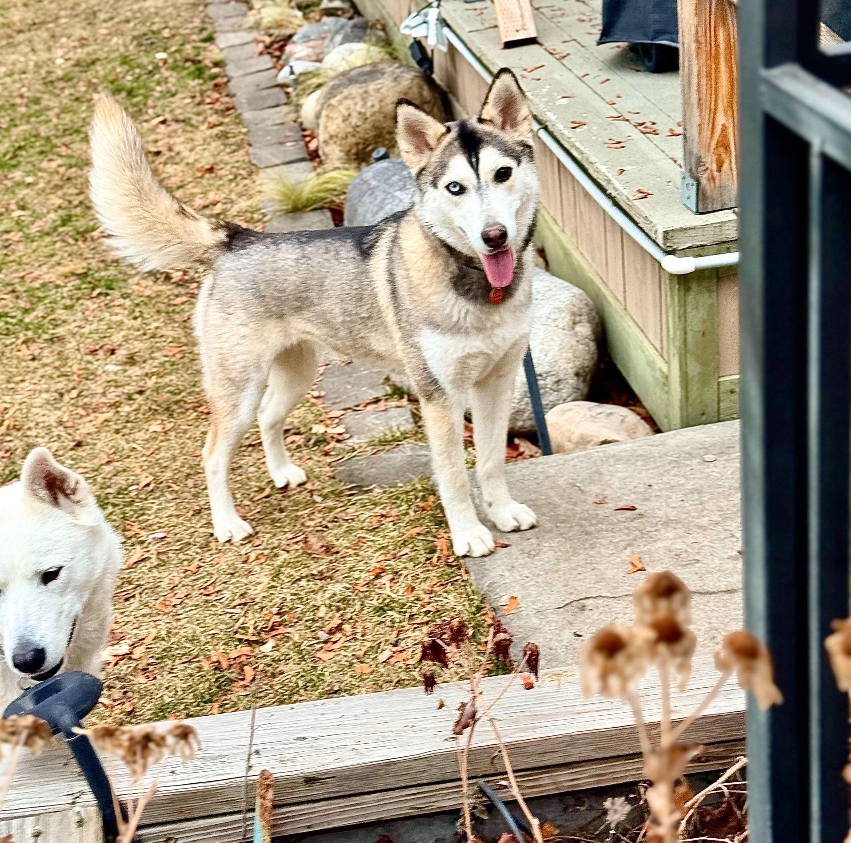 Enlarge Poppi, a Adoptable mixed breed in Cottonwood Heights, UT image 6/6