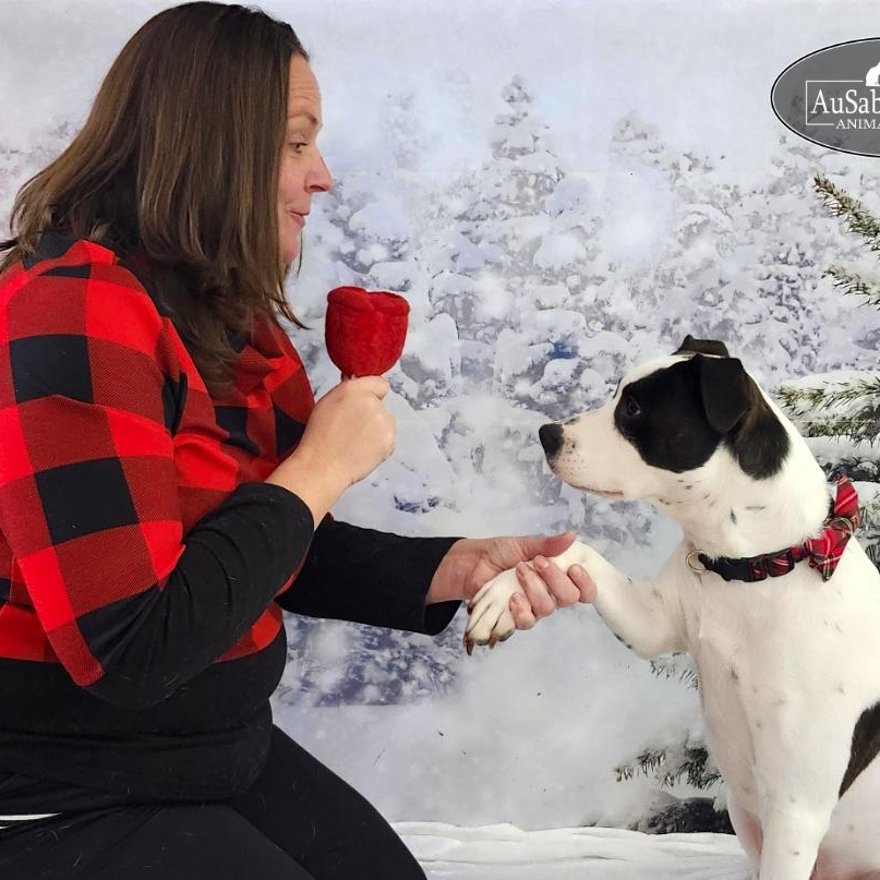 Dougie, a Adoptable mixed breed in Grayling, MI image 1/6