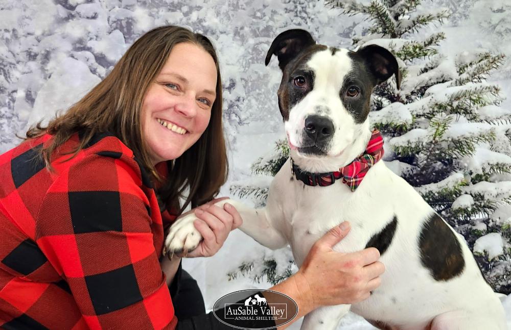 Dougie, a Adoptable mixed breed in Grayling, MI image 2/6