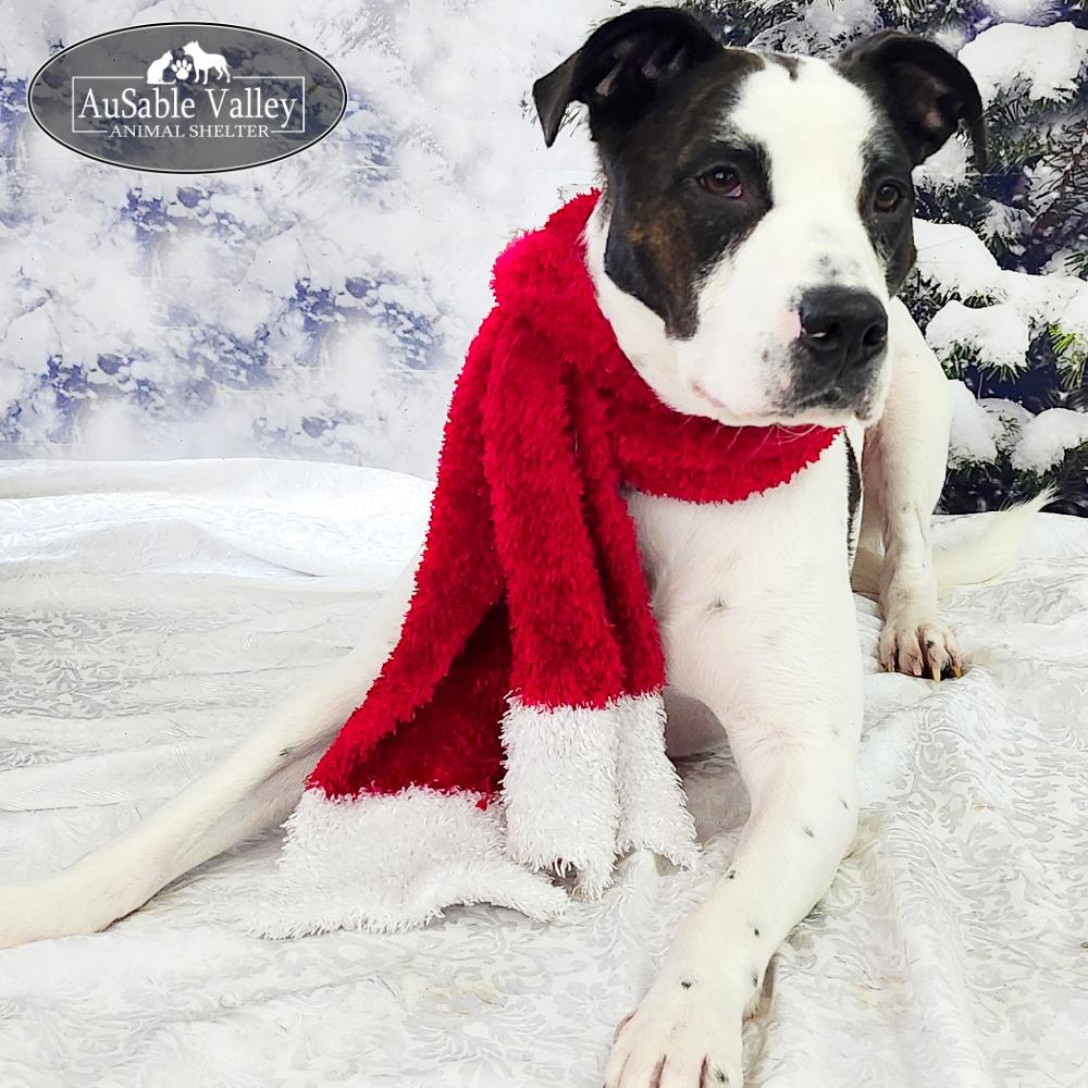 Dougie, a Adoptable mixed breed in Grayling, MI image 3/6