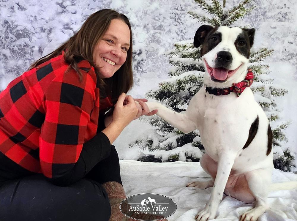 Dougie, Adoptable, Adult Male Mixed Breed.