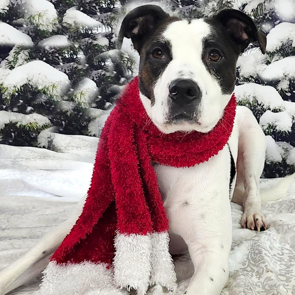 Dougie, a Adoptable mixed breed in Grayling, MI image 5/6