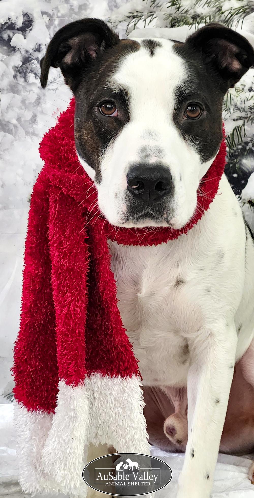 Dougie, a Adoptable mixed breed in Grayling, MI image 6/6