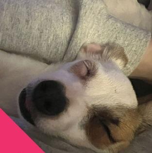 FOSTER ME - Teenie, Adoptable, Young Female Rat Terrier & Chihuahua.