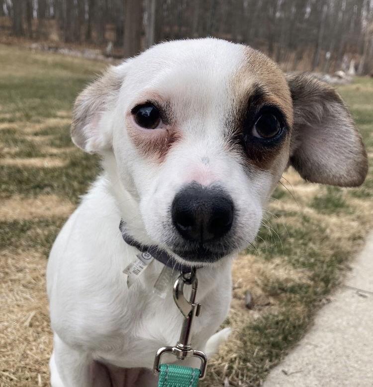 Teenie, a Adoptable mixed breed in Grafton, WI image 1/3