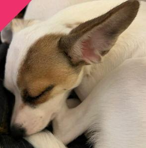 Enlarge FOSTER ME - Teenie, a Adoptable mixed breed in Grafton, WI image 2/3