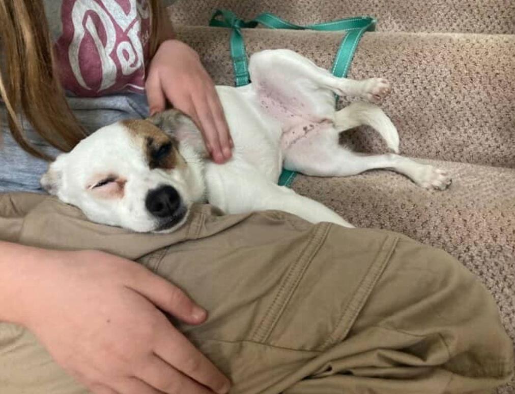 Teenie, a Adoptable mixed breed in Grafton, WI image 2/3