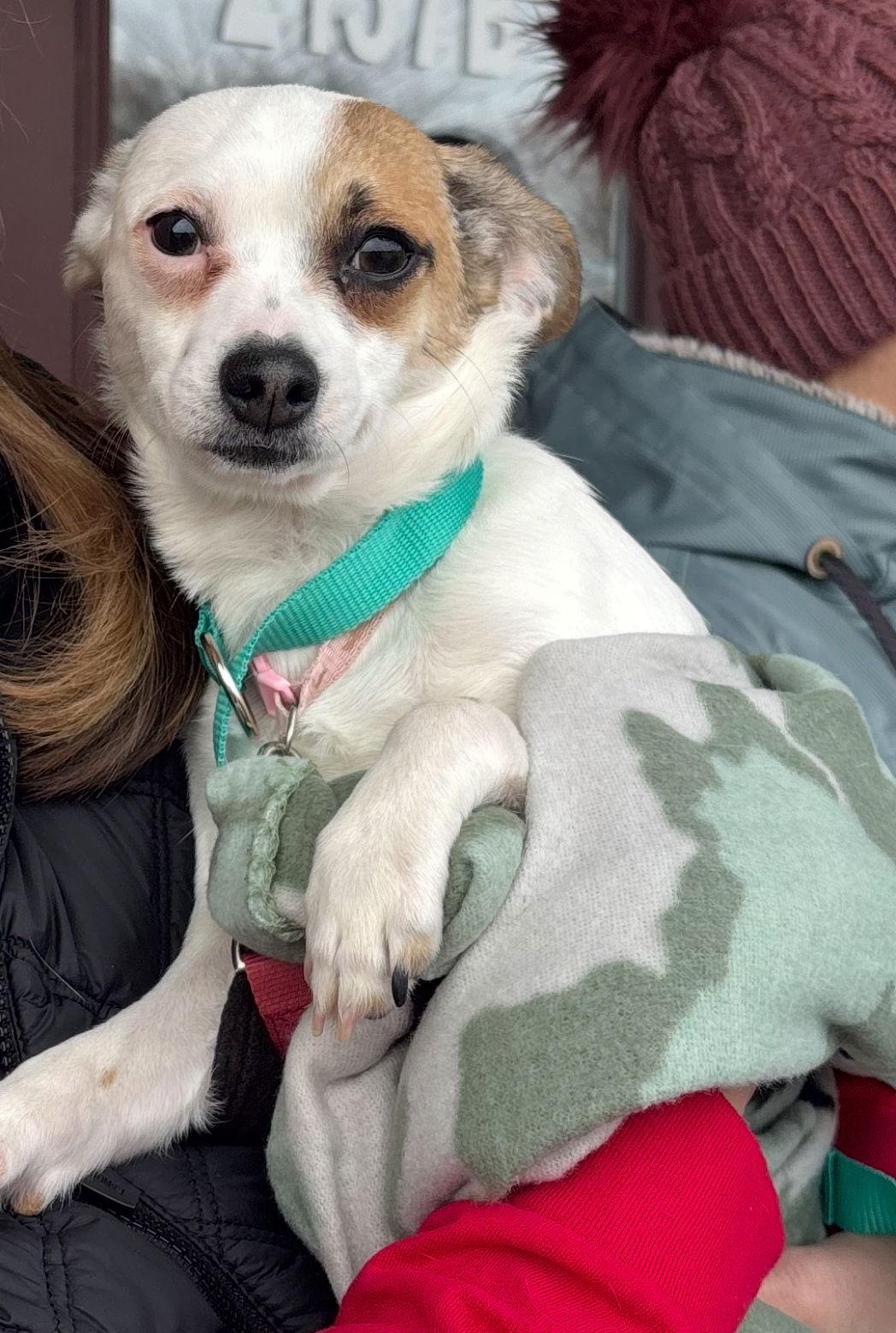 Teenie, a Adoptable mixed breed in Grafton, WI image 3/3