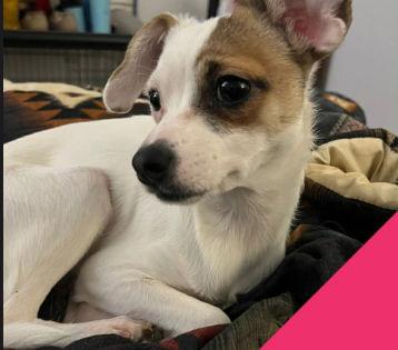 Enlarge FOSTER ME - Teenie, a Adoptable mixed breed in Grafton, WI image 3/3