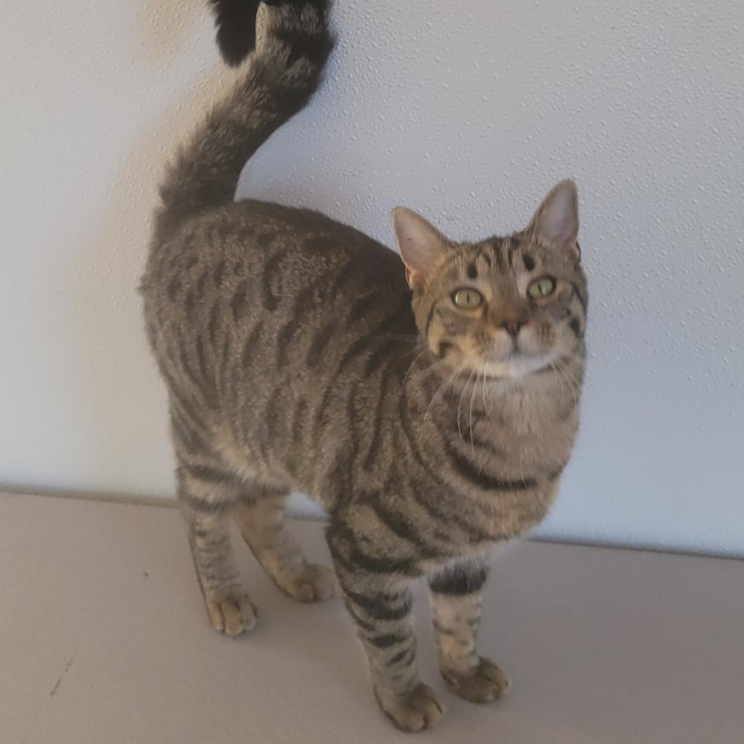 Enlarge Cheetarah, a ADOPTABLE Domestic Short Hair in West newton, PA image 1/3