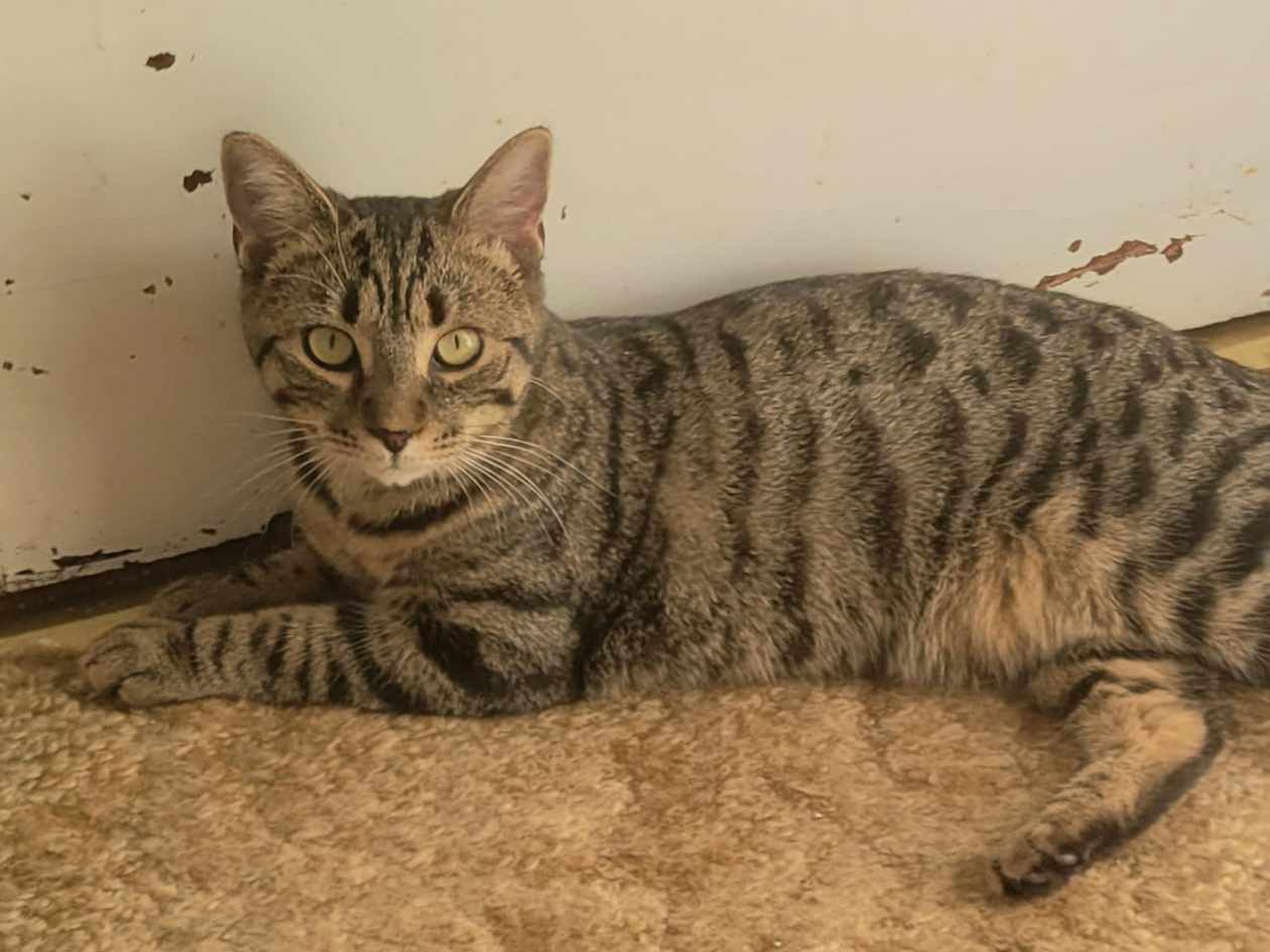 Enlarge Cheetarah, a ADOPTABLE Domestic Short Hair in West newton, PA image 3/3