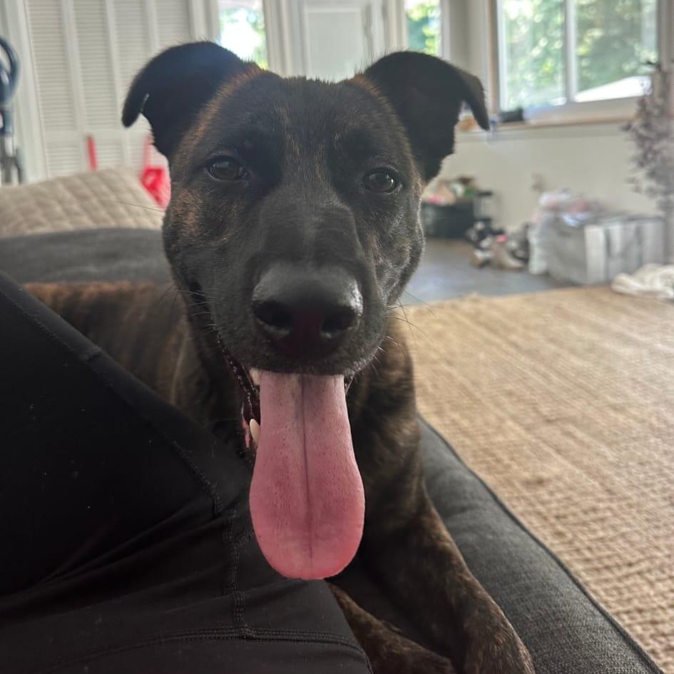 Enlarge Max, a Adoptable mixed breed in Yonkers, NY image 5/5