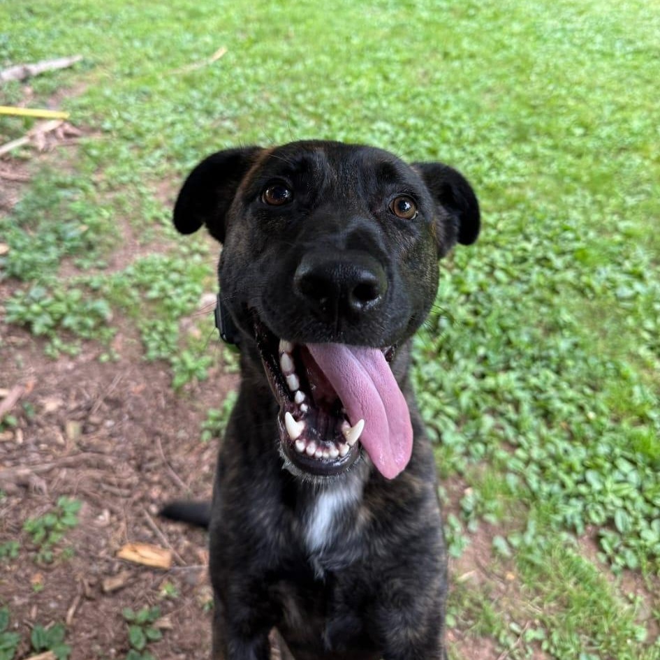 Max, Adoptable, Young Male Belgian Shepherd / Malinois.