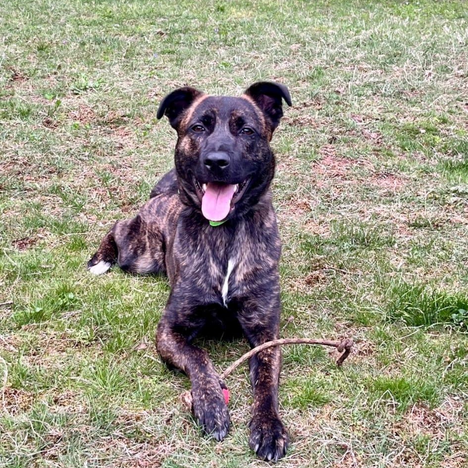 Enlarge Max, a Adoptable mixed breed in Yonkers, NY image 4/5