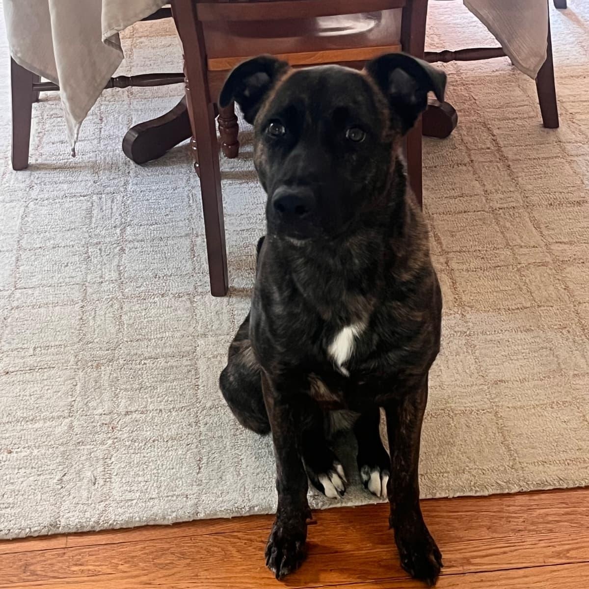 Enlarge Max, a Adoptable mixed breed in Yonkers, NY image 2/5