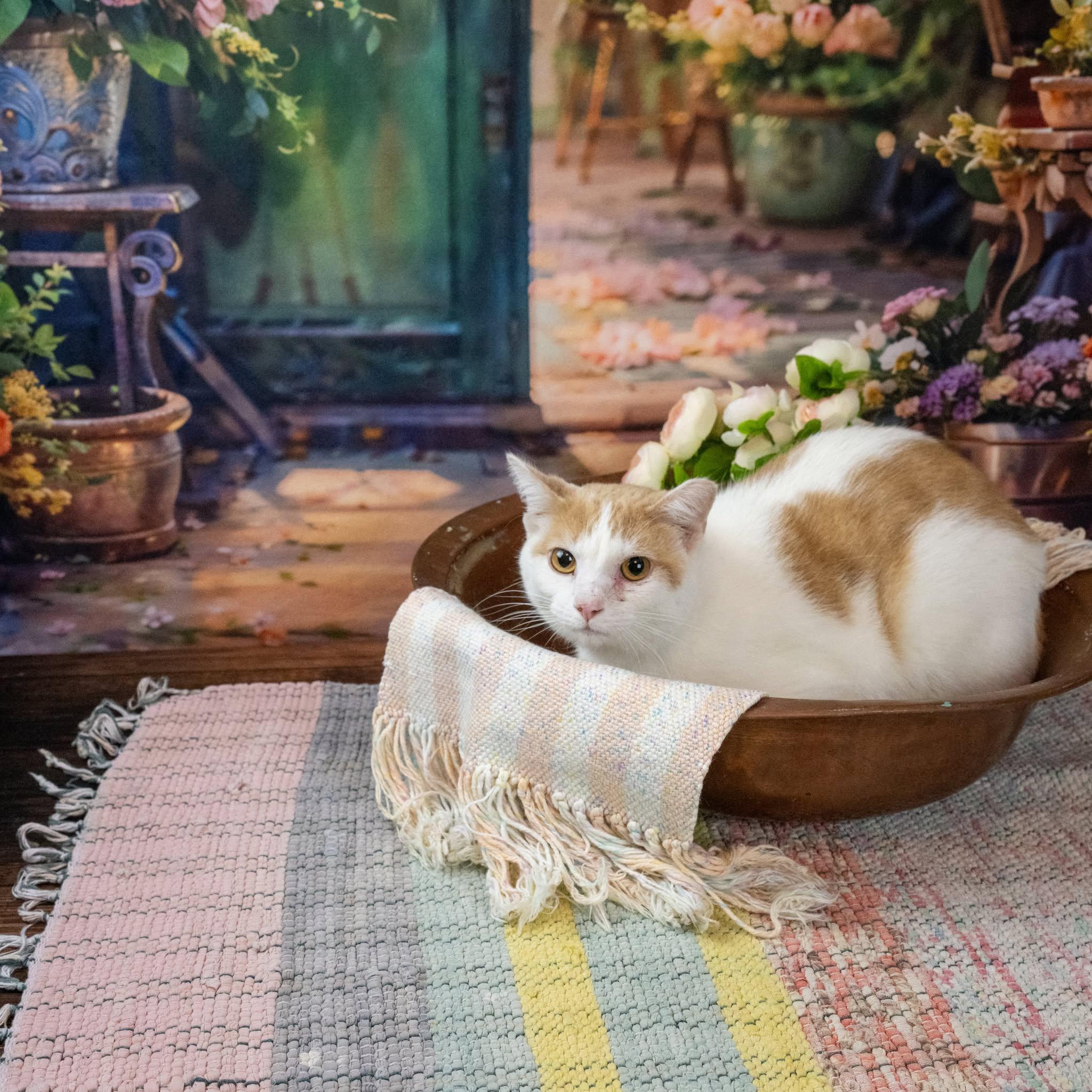 Enlarge Hillbilly, a ADOPTABLE Domestic Short Hair in Lapeer, MI image 2/3