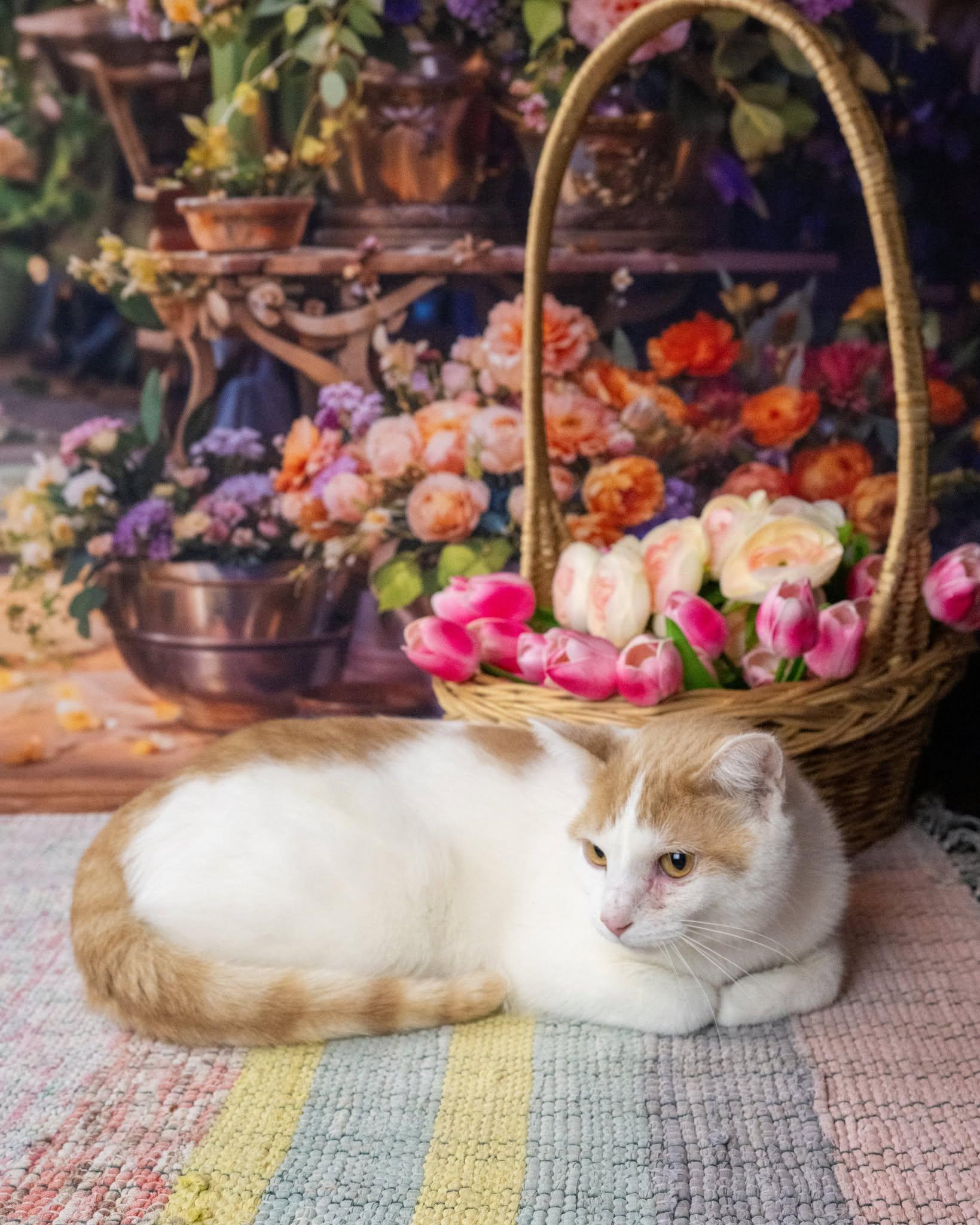 Enlarge Hillbilly, a ADOPTABLE Domestic Short Hair in Lapeer, MI image 3/3