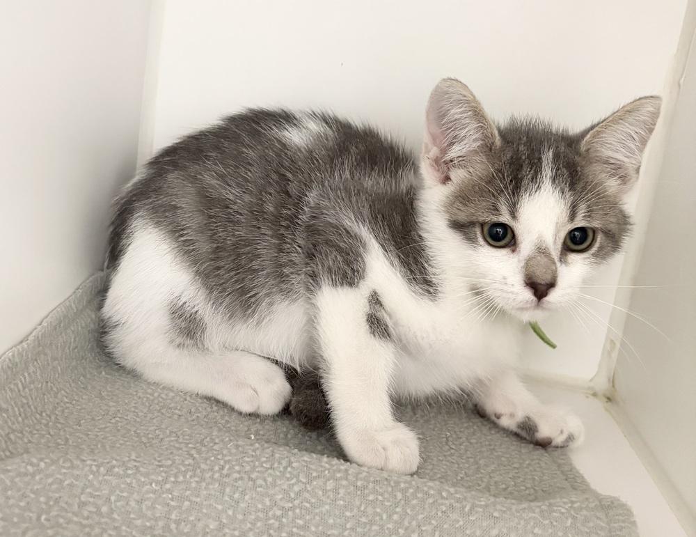 Rick ~ Available at PetSmart Warsaw, IN!!, Adoptable, Kitten Male Domestic Short Hair.