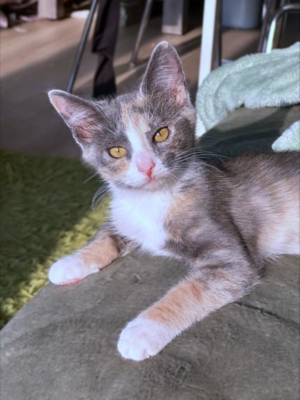Coral, a Adoptable mixed breed in Washington, DC image 1/3