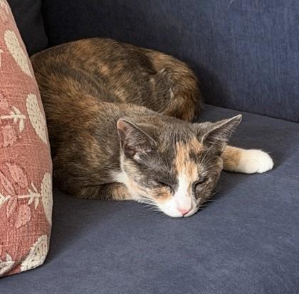 Enlarge Coral, a Adoptable mixed breed in Washington, DC image 3/3
