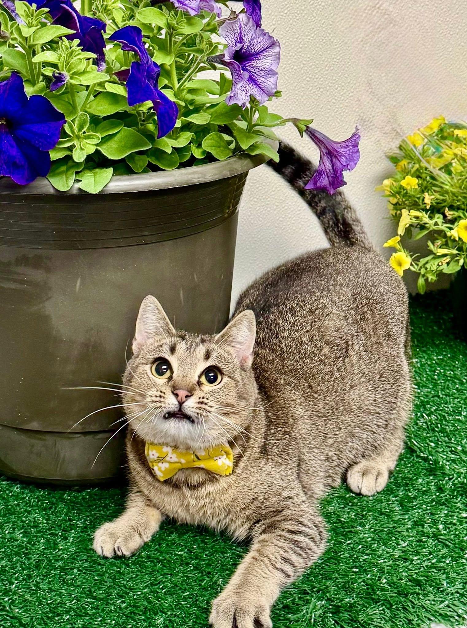 Brindie, a ADOPTABLE Domestic Short Hair in Effingham, IL image 5/5