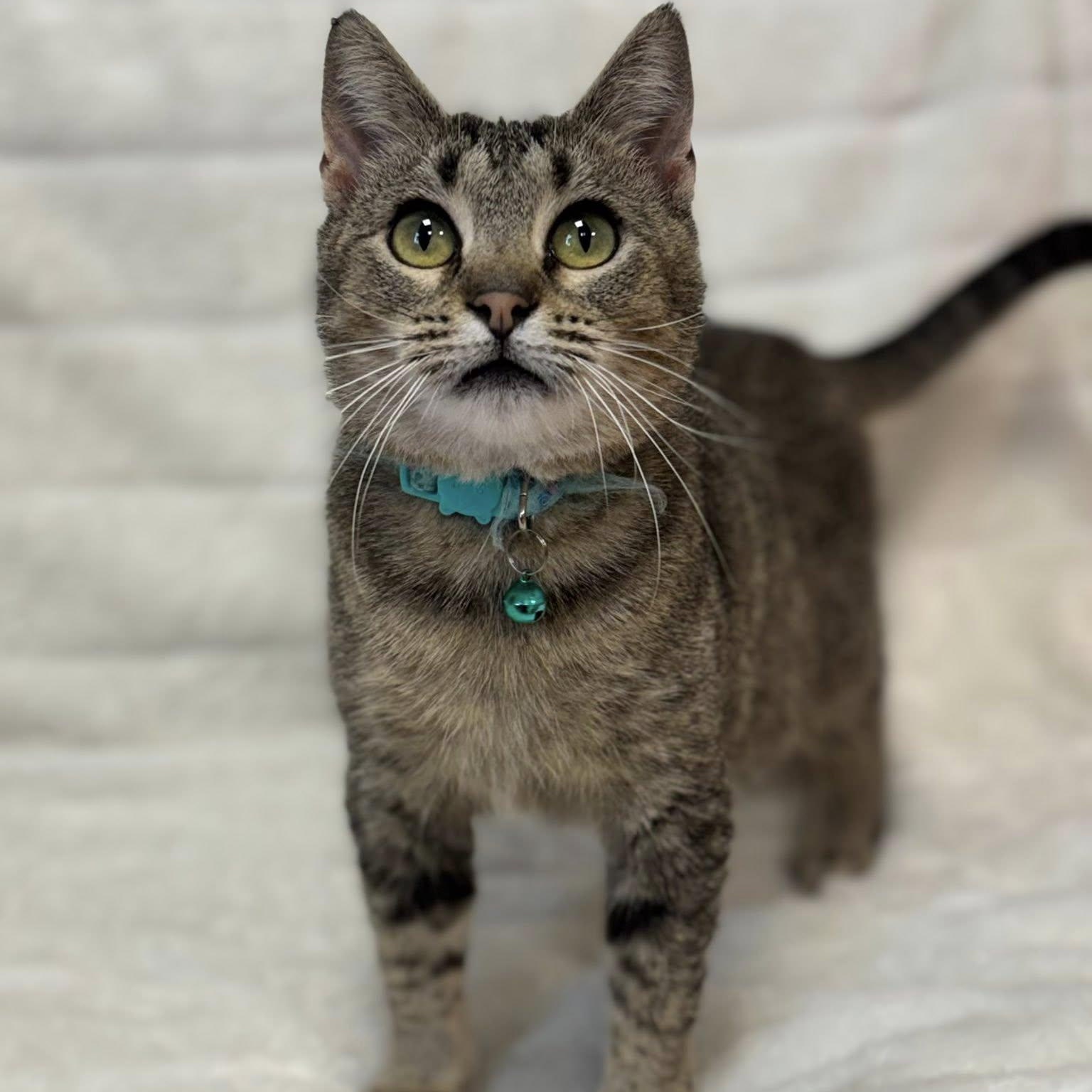 Brindie, ADOPTABLE, Adult Female Domestic Short Hair.