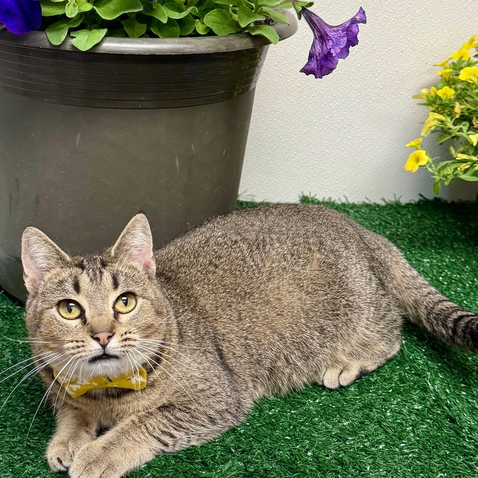 Brindie, a ADOPTABLE Domestic Short Hair in Effingham, IL image 2/5