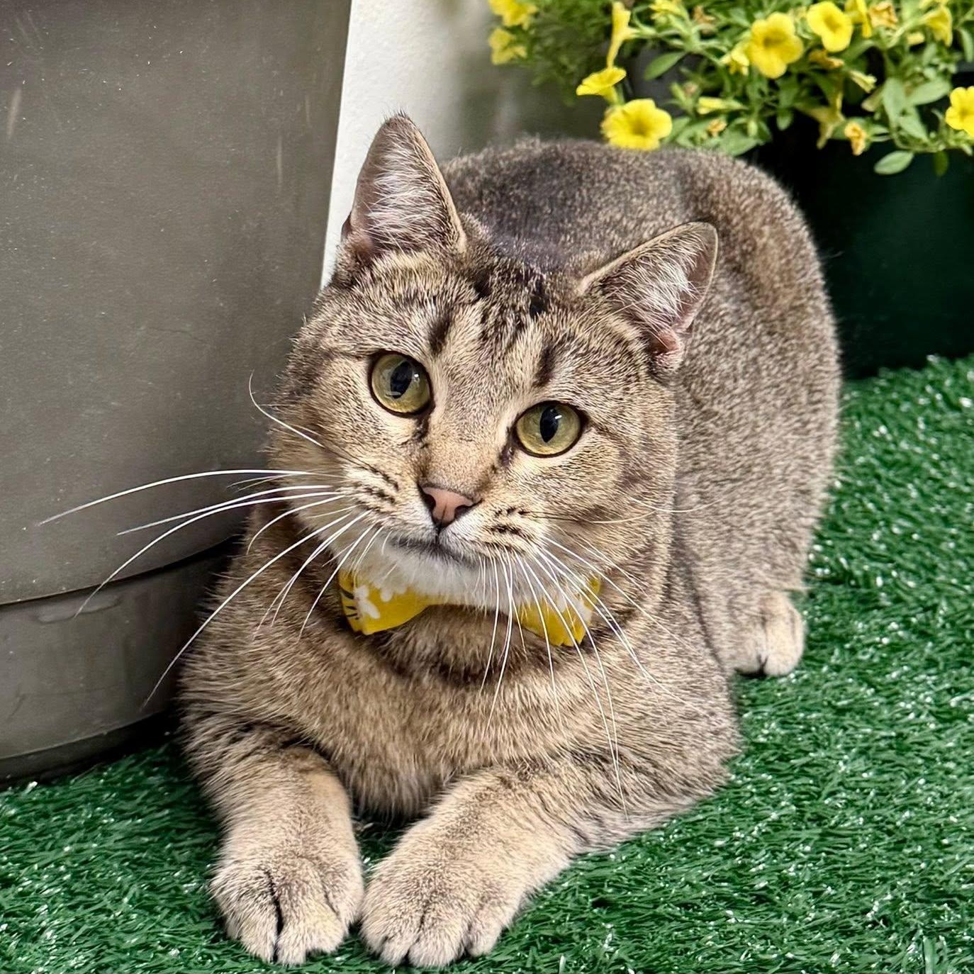 Brindie, ADOPTABLE, Adult Female Domestic Short Hair.