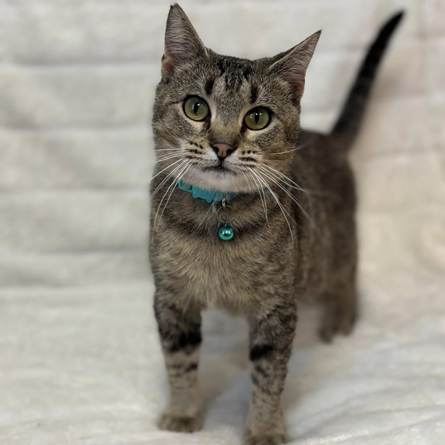 Brindie, a ADOPTABLE Domestic Short Hair in Effingham, IL image 2/2