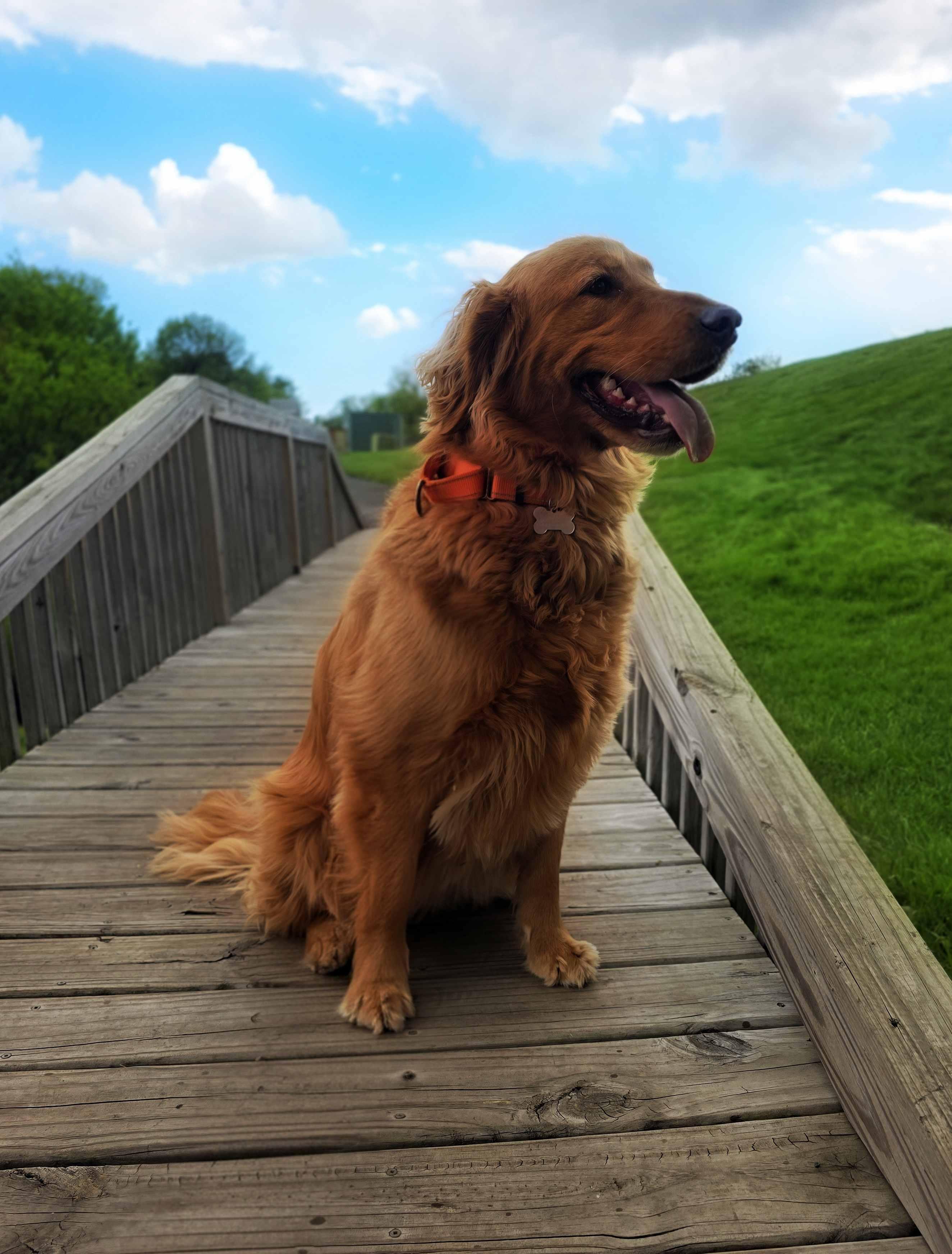 Miss Junie, an adopted Golden Retriever in Itasca, IL image 2/4