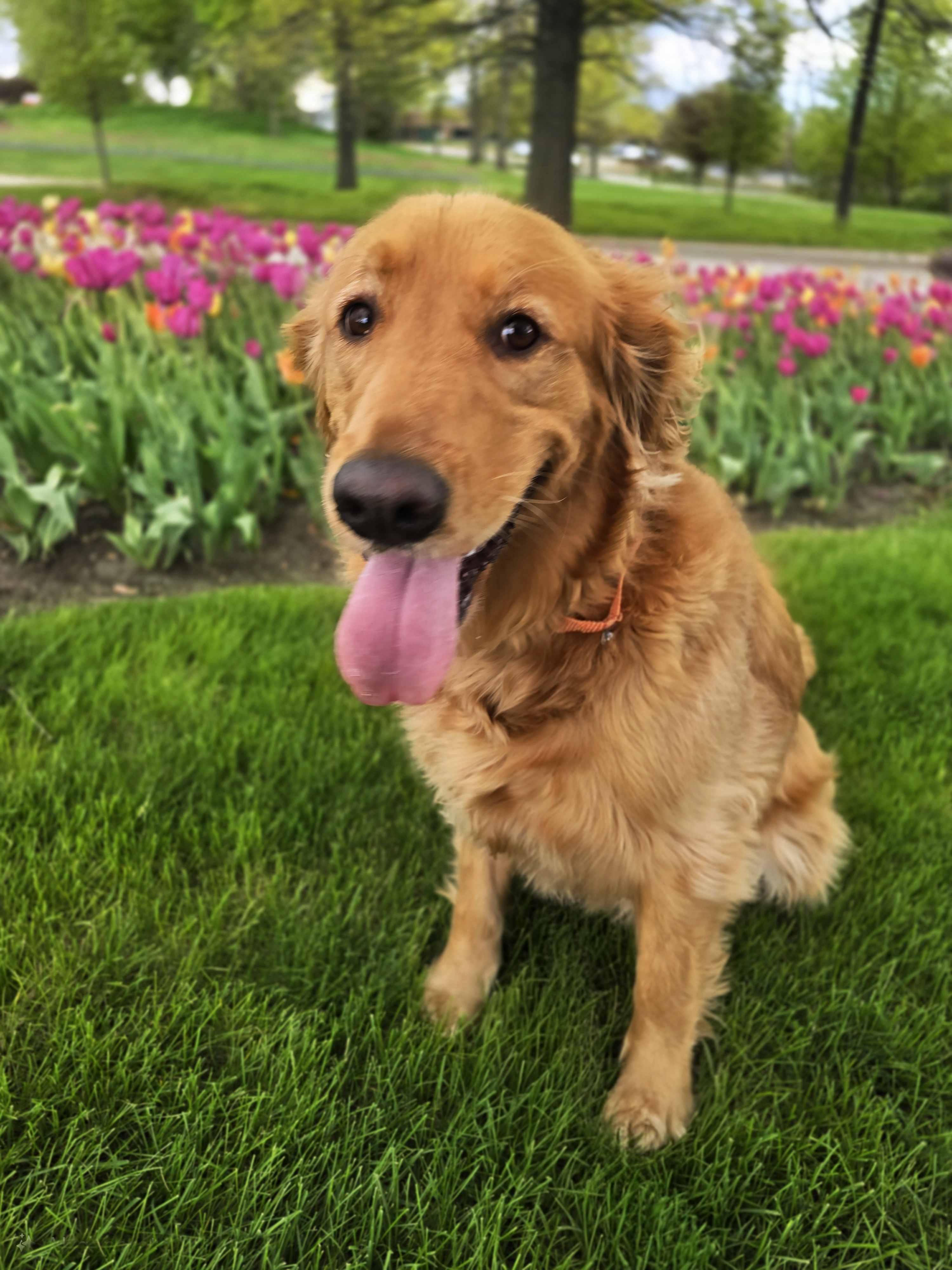 Miss Junie, an adopted Golden Retriever in Itasca, IL image 1/4