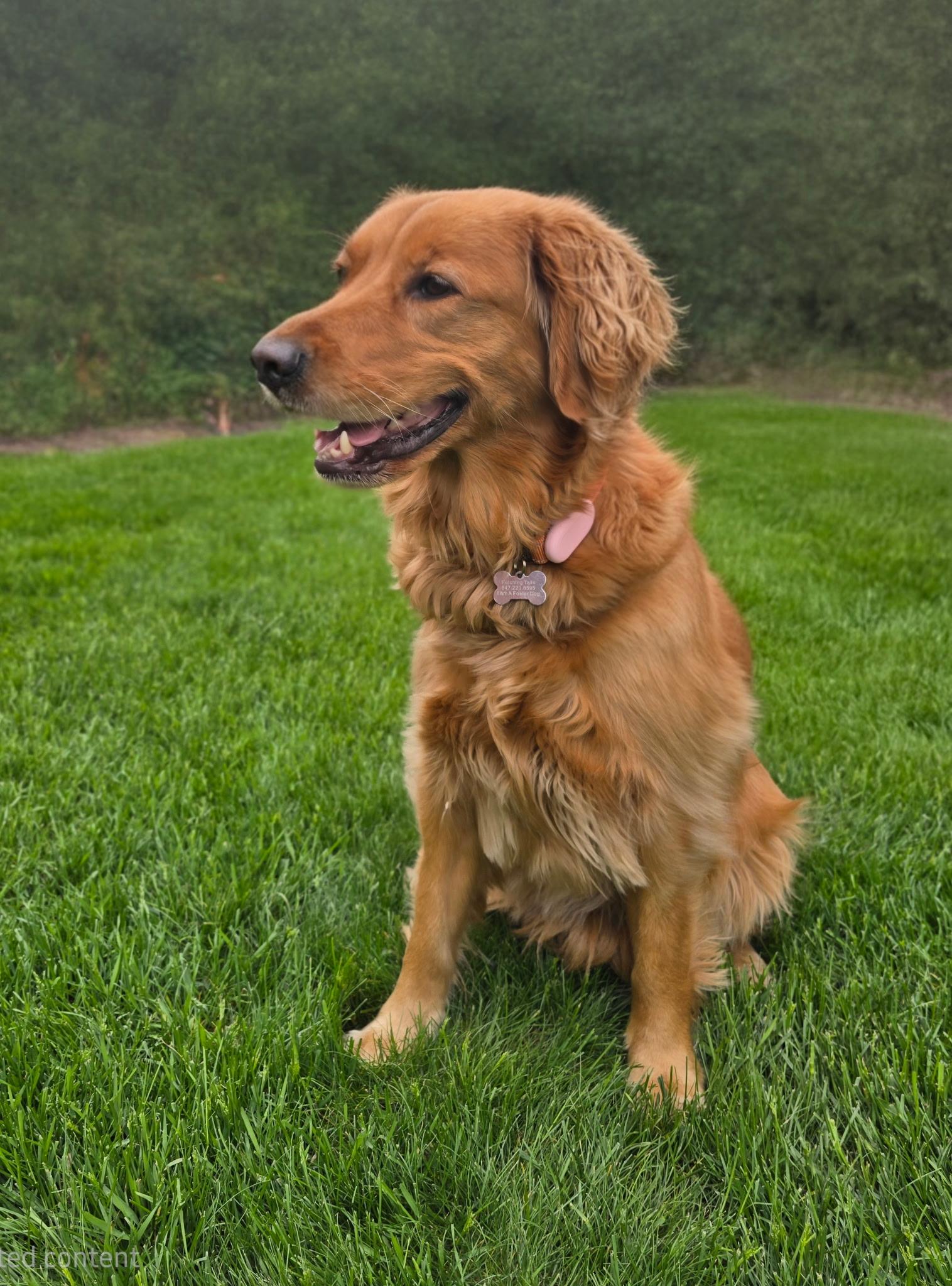 Miss Junie, an adopted Golden Retriever in Itasca, IL image 3/4