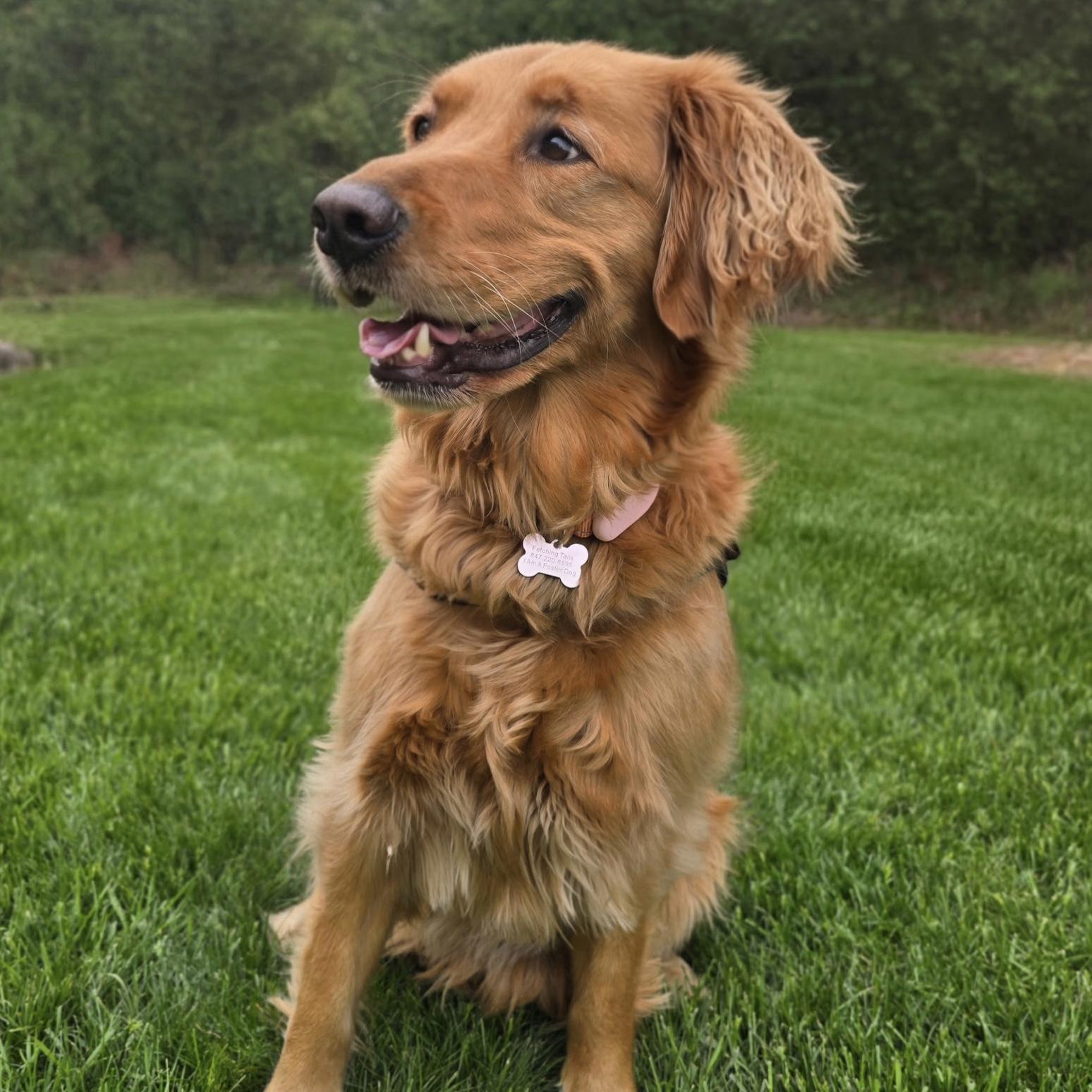 Miss Junie, an adopted Golden Retriever in Itasca, IL image 4/4