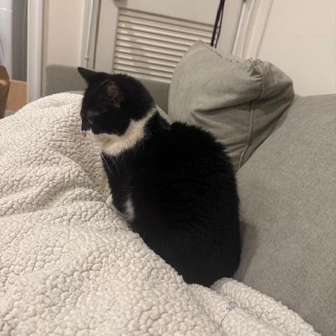 Puddy Cat, Adoptable, Adult Female Domestic Short Hair.