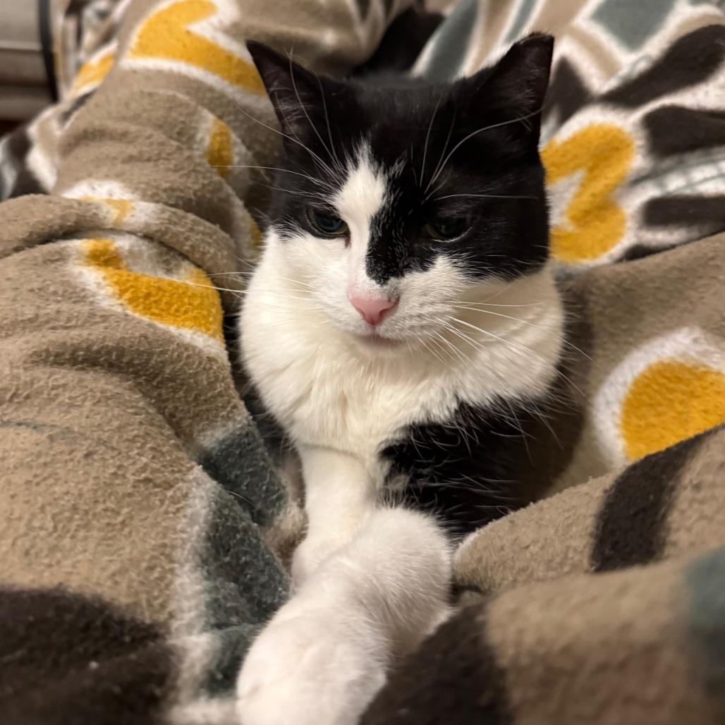 Puddy Cat, a Adoptable Domestic Short Hair in Philadelphia, PA image 2/6