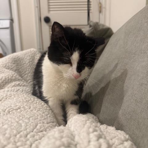 Enlarge Puddy Cat, a Adoptable Domestic Short Hair in Philadelphia, PA image 2/6