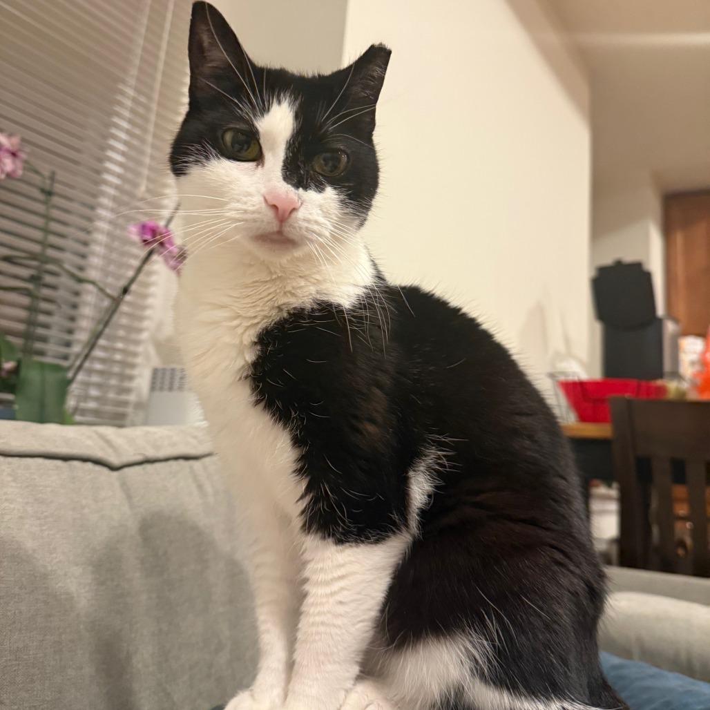 Enlarge Puddy Cat, a Adoptable Domestic Short Hair in Philadelphia, PA image 3/6