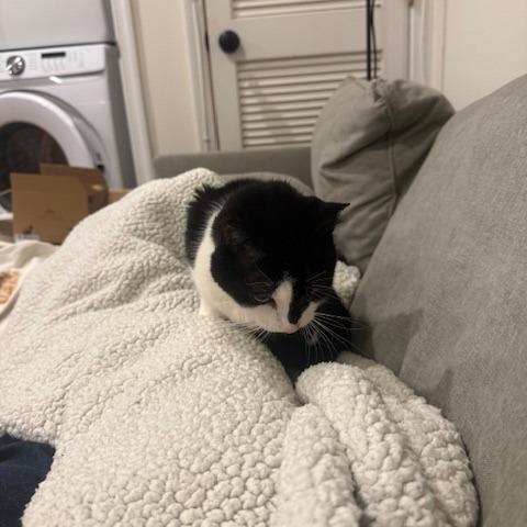 Enlarge Puddy Cat, a Adoptable Domestic Short Hair in Philadelphia, PA image 4/6