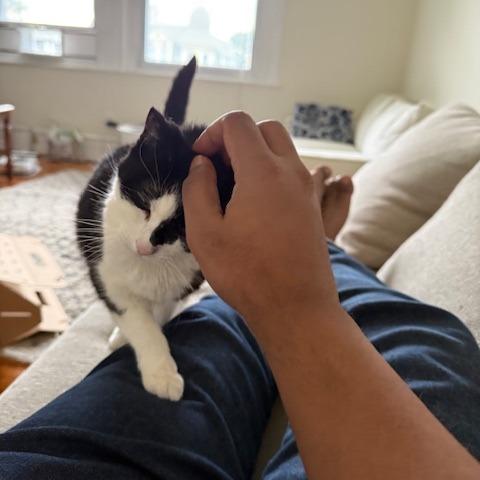 Enlarge Puddy Cat, a Adoptable Domestic Short Hair in Philadelphia, PA image 5/6