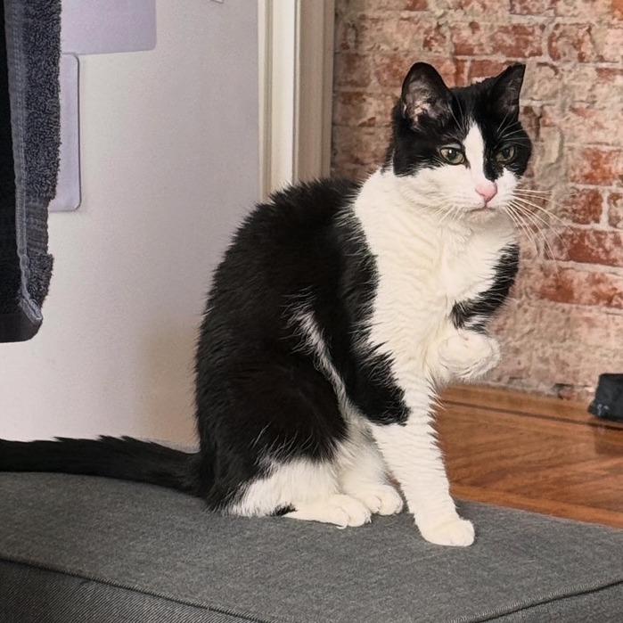 Enlarge Puddy Cat, a Adoptable Domestic Short Hair in Philadelphia, PA image 6/6