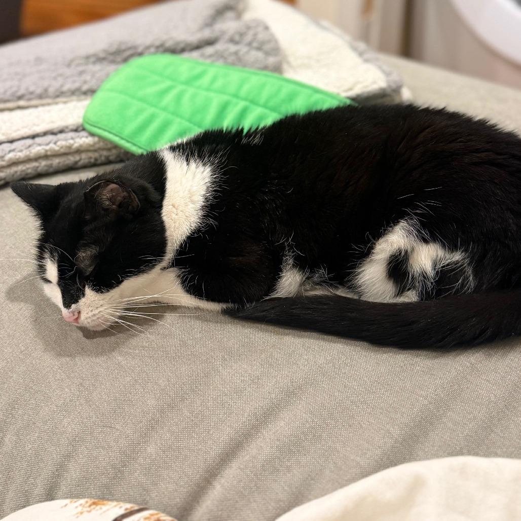 Puddy Cat, a Adoptable Domestic Short Hair in Philadelphia, PA image 6/6