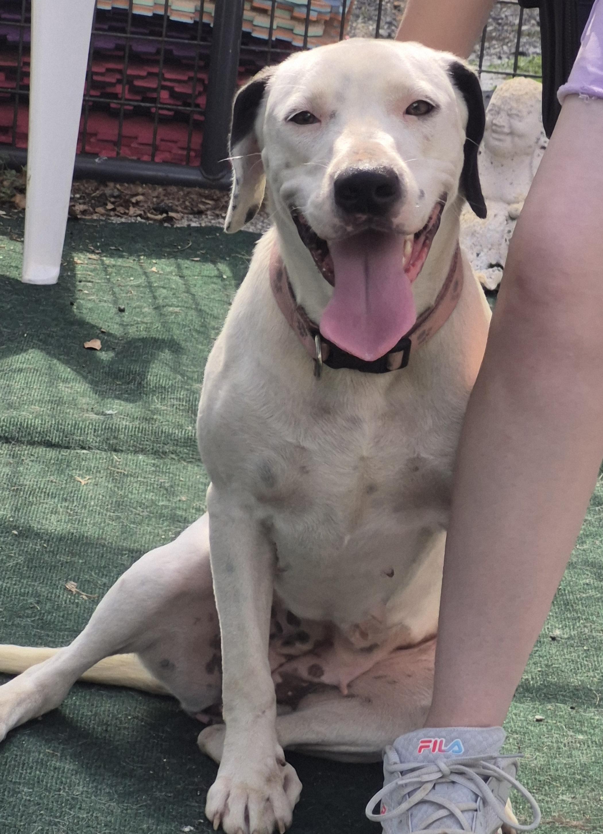 Lynnie, Adoptable, Young Female English Pointer.