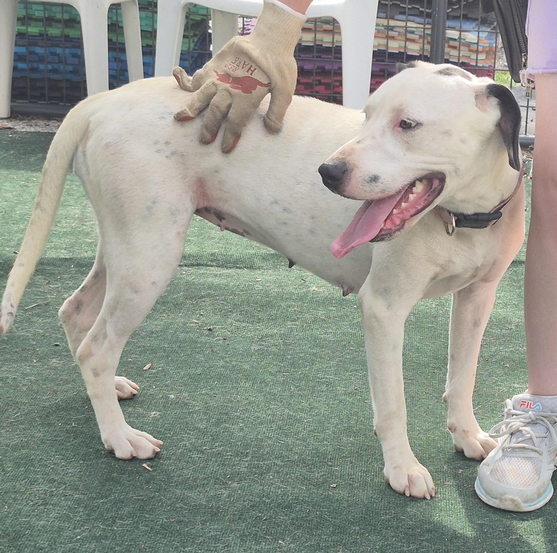Enlarge Lynnie, a Adoptable English Pointer in Winchester, IL image 2/3