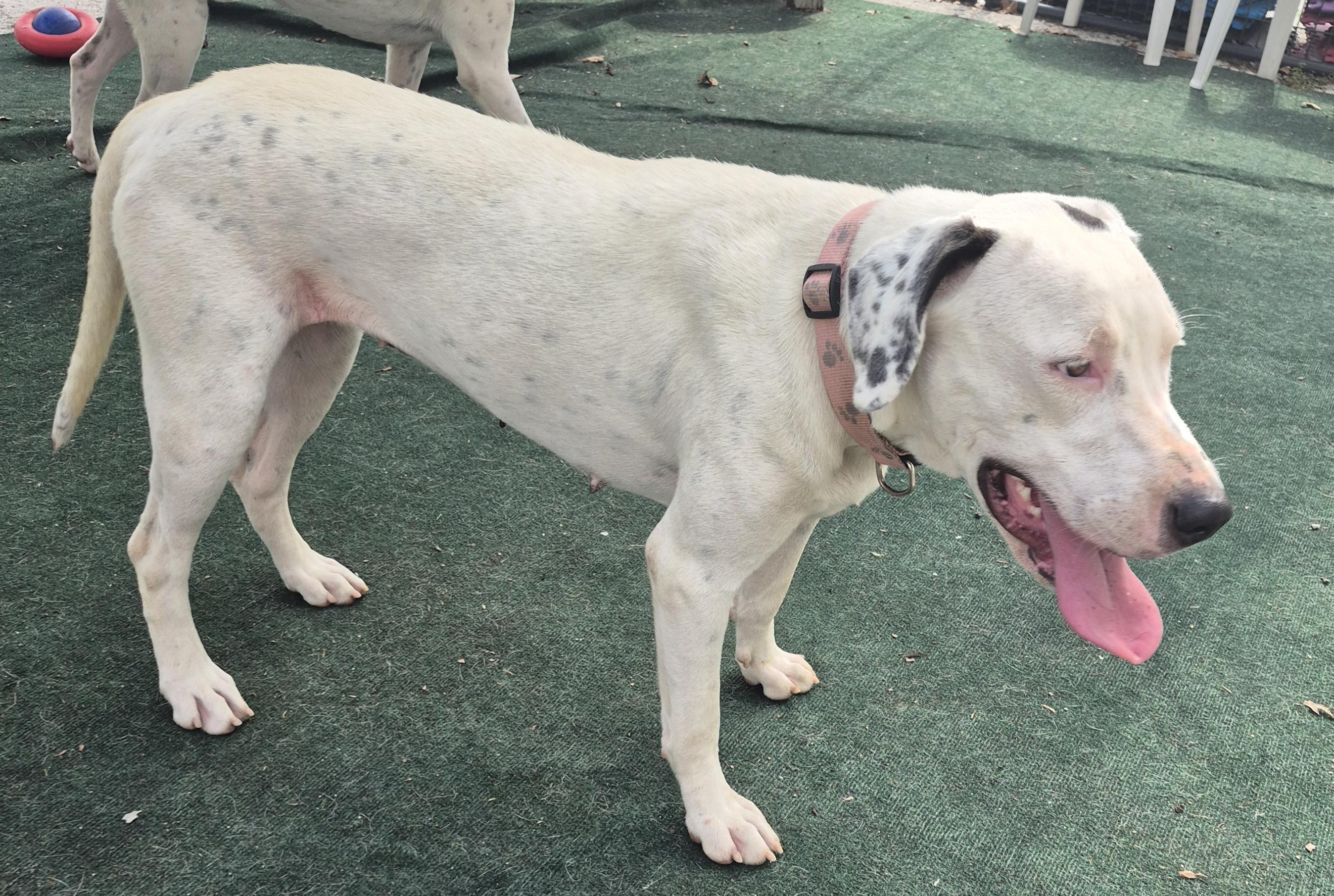 Enlarge Lynnie, a Adoptable English Pointer in Winchester, IL image 3/3