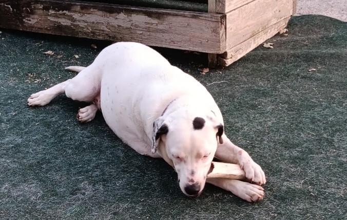 Enlarge Lynnie, a Adoptable mixed breed in Winchester, IL image 3/3